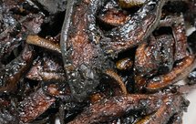 开胃小零嘴～～酱香柚子皮