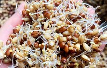 用发芽小麦种子做的真正的全麦吐司面包(生命的魅力）