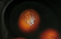 半夜小食 之 茶叶蛋