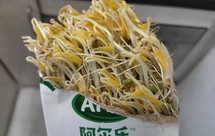 教你一招，学会了就可以做到绿豆芽自由