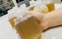 海底椰菊花雪梨膏