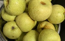 川贝冰糖炖雪梨（止咳润肺）