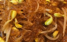 黄豆芽炒粉丝「消暑&降火」