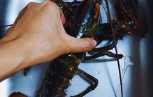 年夜饭-无敌美味波士顿大龙虾