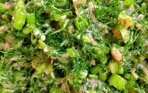 「茴香猪肉馅儿」这样调/味道比包子铺的还好吃