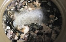 南北杏菜干猪肺汤