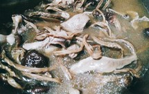 茶树菇猪心汤
