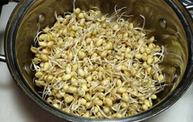 自己生黄豆芽