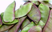 酱爆扁豆（老派上海本帮做法）