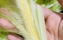 鲜玉米笋各种吃