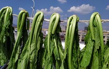 昆明传统水腌菜（苦菜外地叫芥菜）