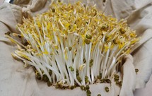 发豆芽，超简单颜值高