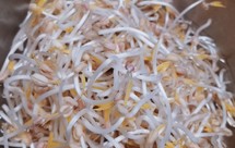 自制无添加剂绿豆芽