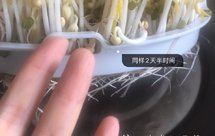 自发绿豆芽