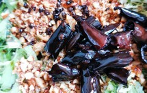 辣椒油凉拌苦菊