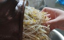 中药锅发豆芽——又长又壮不易烂