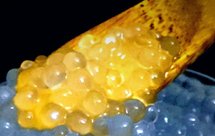 学会西米露煮出晶莹剔透