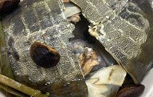 奶奶的做法 清蒸甲鱼