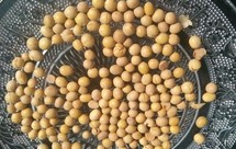 炒黄豆面包机版