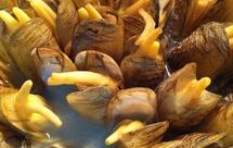 原汁原味的插蛏（蛏子）