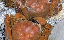 盐焗蟹(烤箱版)一一大闸蟹吃法之五