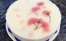 镜面樱花白巧克力慕斯