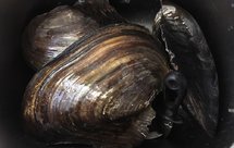 腌笃鲜 （开壳取肉）