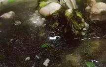 紫菜牡蛎汤