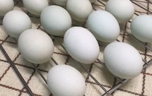 我觉得腌制14天的咸鸭蛋最好吃，蛋白不咸不浪费。