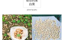 银杏（白果）前处理加工