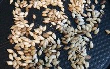 电饼铛煎南瓜子