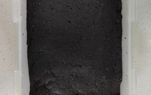 黑豆黑米黑芝麻黑豆浆