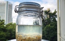 葡萄干酵液、葡萄干酵种