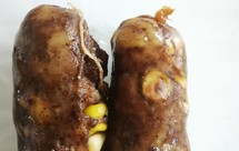 玉米松仁黑椒脆皮肠